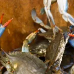 Pengertian mentalitas kepiting atau crab mentality atau crabs in a bucket. - www.dedyprastyo.com